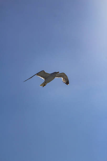 Seagull at Elba island - Tuscany - Italy
