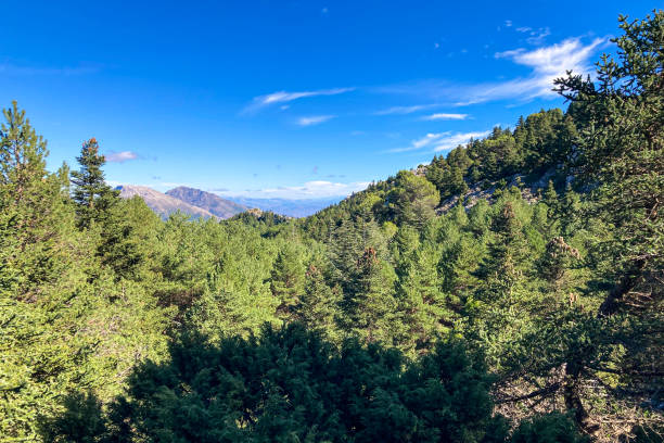 istock Pine forest on hiking trail to peak Torrecilla 2041381491