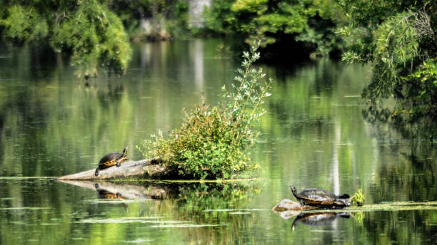 Landscape photography of the Merchants Millpond in North Carolina with two chicken turtles (Deirochelys Reticularia), monochrome green, 16:9