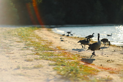 Sunny Beachside with Ducks & Geese