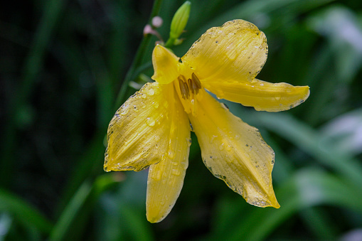 Hakgala Botanical Garden, Nuwara Eliya, Central Province, Sri Lanka