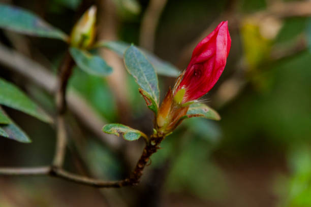 Nuwara Eliya, Central Province, Sri Lanka