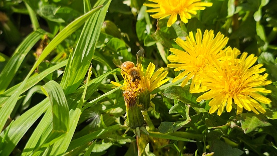 Insect Biodiversity