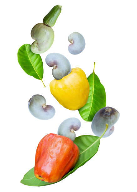 Levitating fresh cashew fruits background