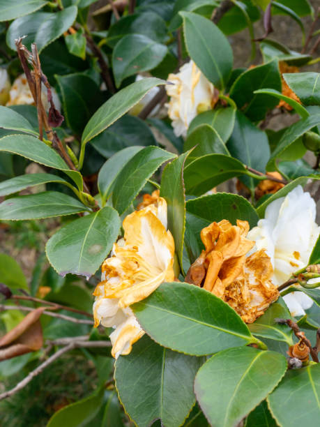 white withered flowers. flora in winter in the south. - bed of roses rose bush variation photos et images de collection