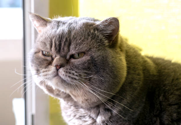 istock A serene grey cat with fur bathed in sunlight, sits contentedly by a window with a backdrop of a clear sky. 2041474210