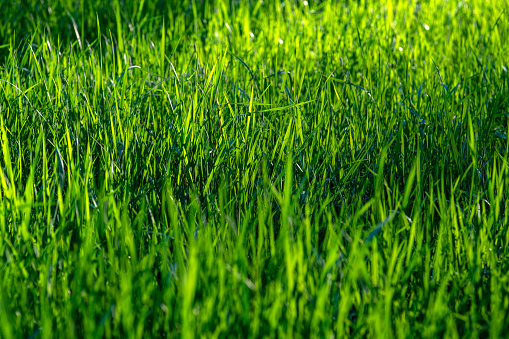 Green beautiful wild grass as texture or background.
