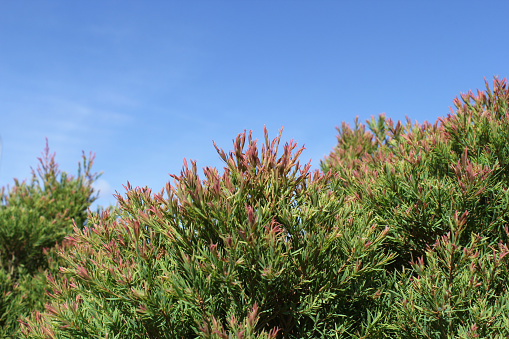 Green leaves with red tips on a Melaleuca linariifolia ‘Claret Tops’ plant in a garden against a blue sky background