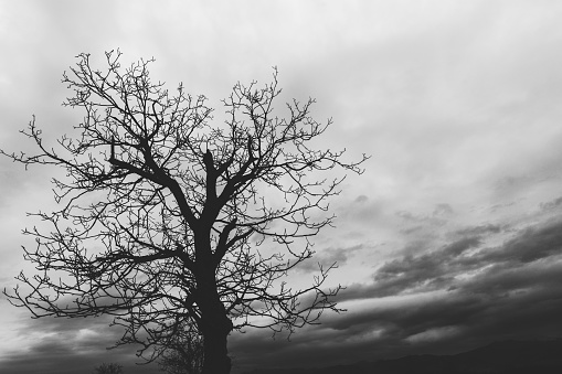 A stark contrasted black and white scene featuring a solitary bare tree standing tall in a field, devoid of leaves.