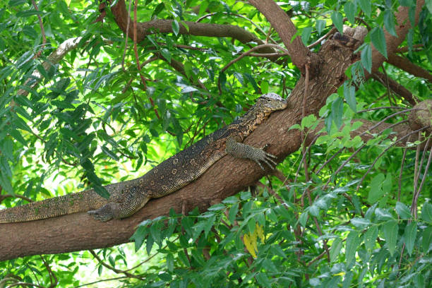 monitor lizard in nature stock photo