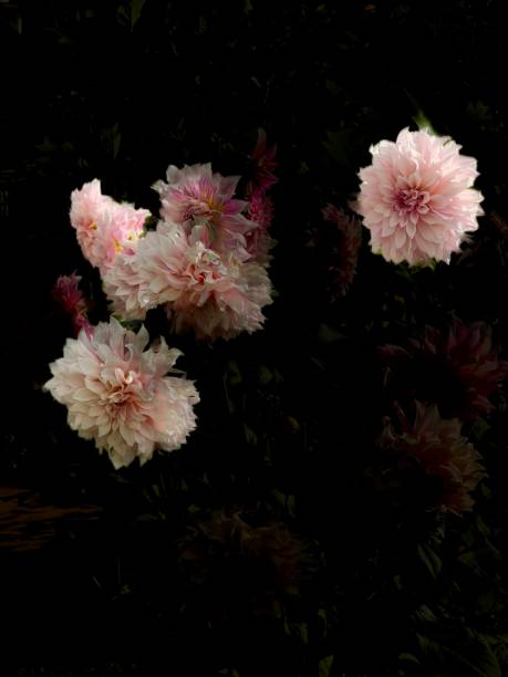 istock Pink Dahlias on Black Background 2041501555