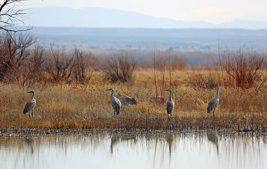 Bosque del Apache National Wildlife Refuge, New Mexico