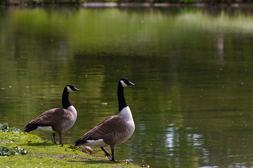 A couple of Canada geese standing by the side of a lake in springtime Bois de Vincennes, Paris, France