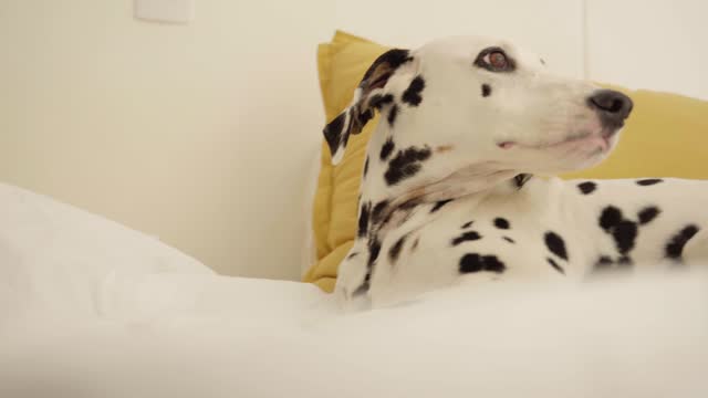 Dalmatian's Restful Moments: From Alert to Asleep