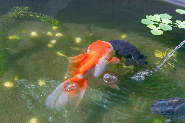 istock Goldfish in aquarium fish pond close up 2041532155