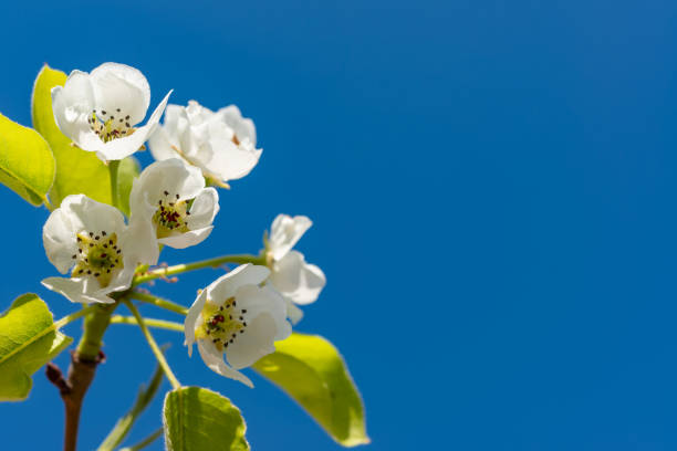 flowering pear branch against the blue sky, ukraine - apple tree branch - fotografias e filmes do acervo