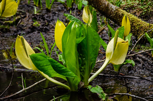 Western Skunk Cabbage (Lysichiton americanus) in a red alder grove, Olympic National Park, Washington, USA