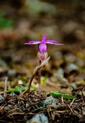 Blooming wild orchid in wet forest in Washington state, USA