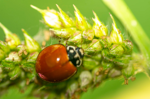Ladybird , ladybug , perched on a green leaf