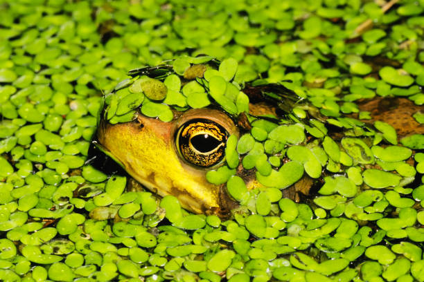 Taking a close look at a wood frog.