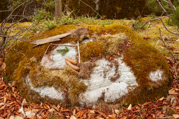 istock Moss on a rock in the woodlands 2041574958