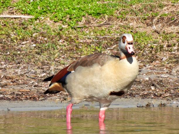 istock Egyptian Goose (Alopochen aegyptiaca) -  standing in a lake 2041583168