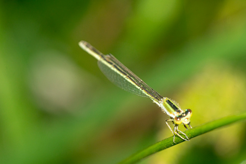 Dragonfly perched on a green stem