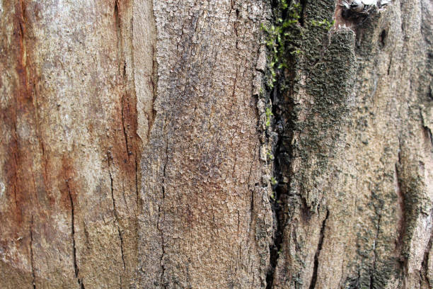 istock Close up textured abstract background of tree bark 2041591018