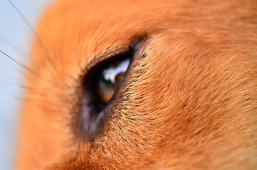 close up shot of a shetlandpony eye