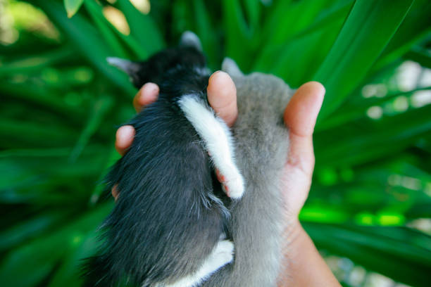 istock Cute Kitten in Thailand 2041604527
