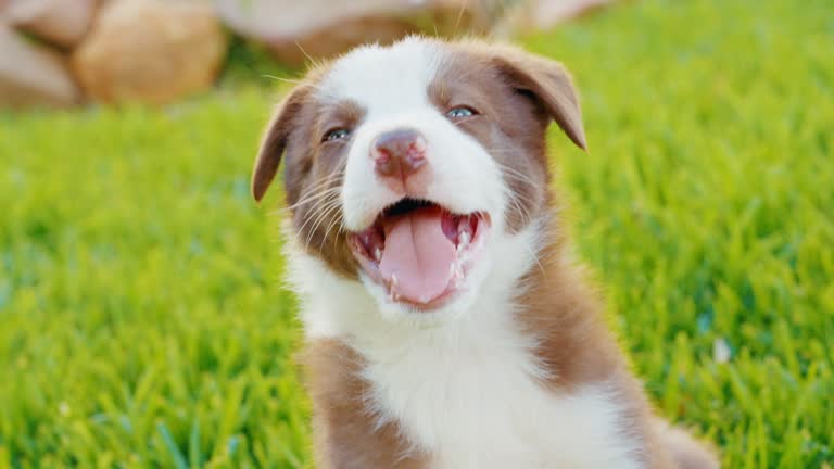 Summer, grass and a dog in the garden of a home for growth, animal care or pet ownership. Adorable, cute or furry and a young puppy companion with blue eyes outdoor on a green lawn in a backyard