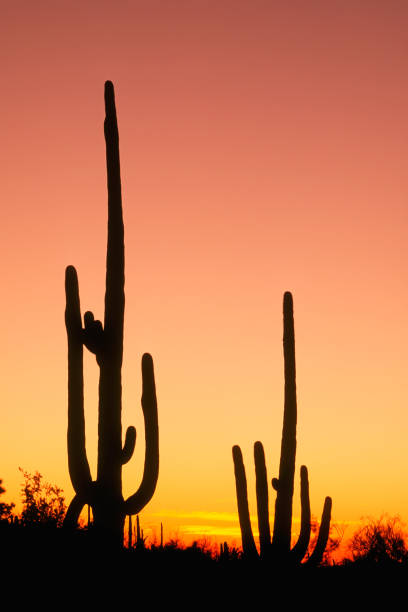 istock Saguaro Cactus at sunset in Saguaro National Park 2041608693