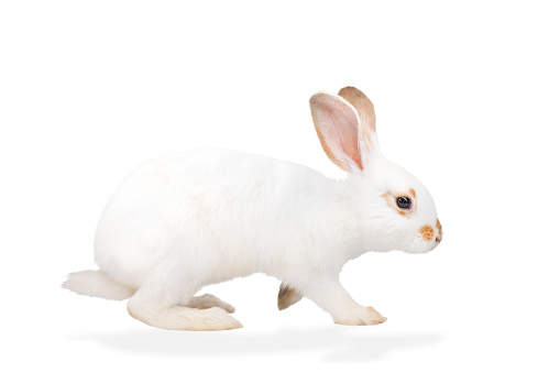 Cute white fluffy Bunny isolated on white background