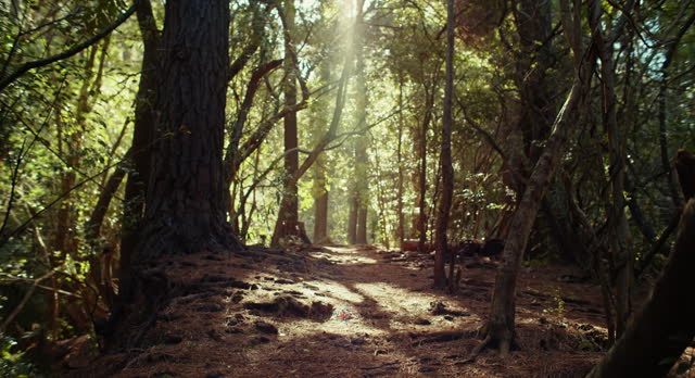 4k video footage of an empty forest on a beautiful day