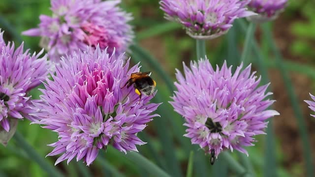 Bumblebee on lilac onion flowers in summer garden feeds