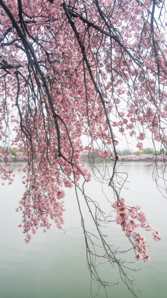 istock Background of beautiful cherry blossom 2041617804