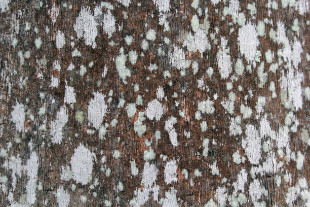 Lichen on a palm tree trunk in a garden abstract texture background