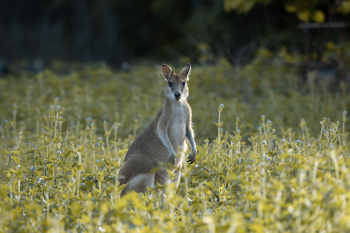Single swamp wallaby in the bush