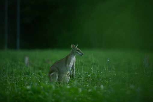 Agile wallaby (Notamacropus agilis)\nsandy wallaby, Trinity Park. Queensland.