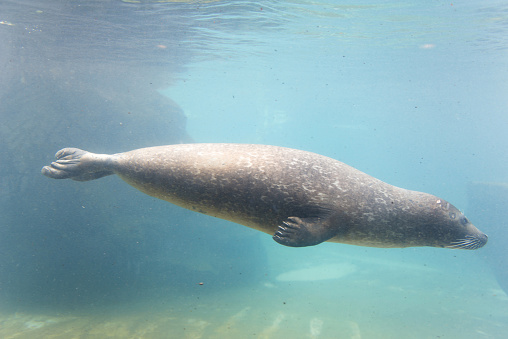 Harbol seal underwater photo in wild nature. Gray seal. Seal in water. Seal in full height.