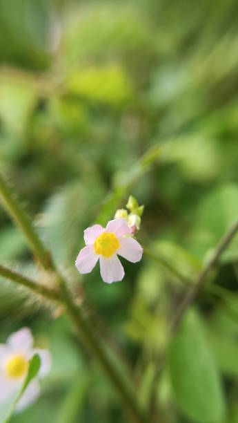 istock Selected focus of white grass flower 2041703173