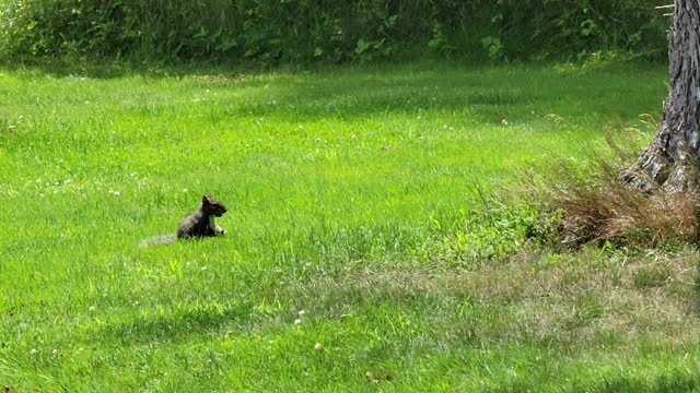 Squirrels eating grass in our backyard. With good sunny weather.