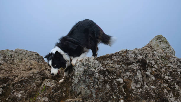 Exploring Shishi Rocks: A Border Collie's Adventure