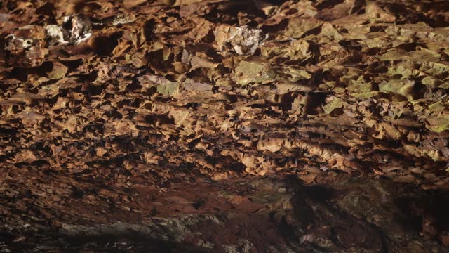 Colony of Little Bent-Wing Bats in cave at Natural Bridge near Gold Coast Australia