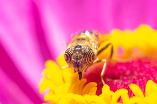 Stripe-eyed lagoon fly on a violet zinnia flower , in the garden