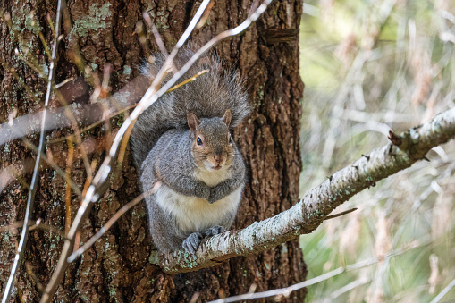 A grey squirrel climbing down a tree