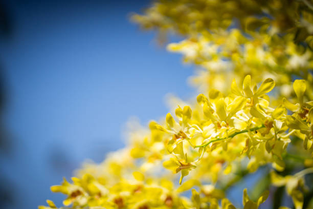 Close up yellow orchid flower with blue sky