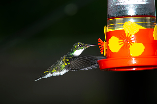 Hummingbird sucking nectar from a flowe, in the gardenr