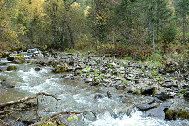 A stormy stream of a fast-moving river flows from the mountains through a dense autumn forest, skirting stones and fallen trees on a cloudy morning. Theveneck River (Third River), Altai, Siberia, Russia.