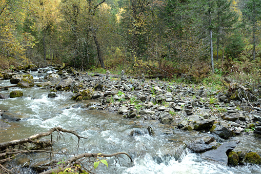 A stormy stream of a fast-moving river flows from the mountains through a dense autumn forest, skirting stones and fallen trees on a cloudy morning. Theveneck River (Third River), Altai, Siberia, Russia.